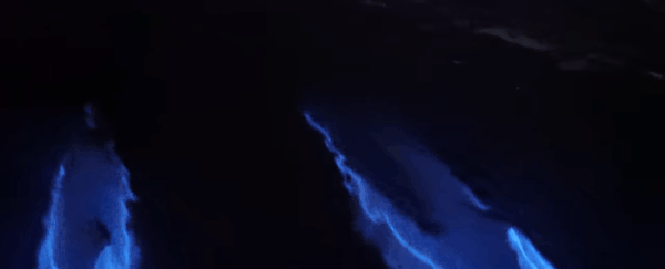 Surreal footage shows 'glowing' dolphins surf through bioluminescent algae