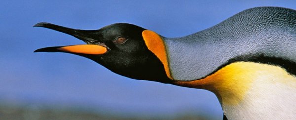 Scientists just discovered penguins actually 'talk' under water