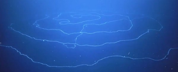 What the heck is this long, hypnotic stringy thing floating in the ocean?