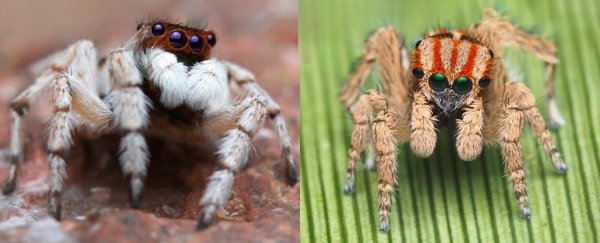 A bunch of utterly adorable new spiders have been discovered in Australia