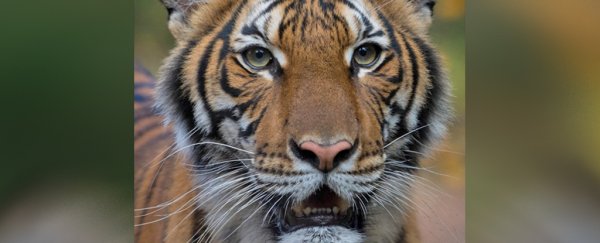 A Tiger in New York has tested positive for coronavirus