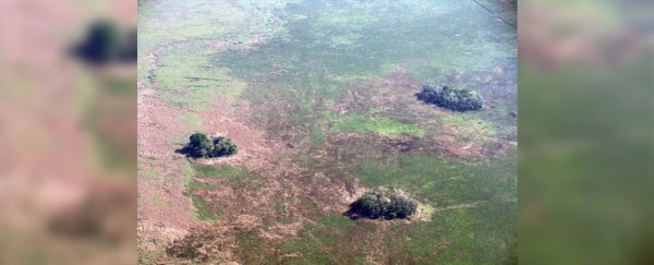 Strange forest patches littering the Amazon point to agriculture 10,000 years ago