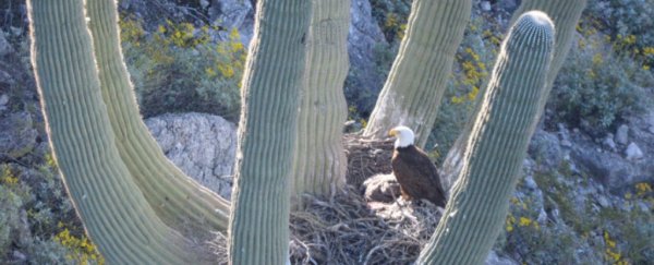 Bald eagles return to nesting in saguaro cacti for the first time in decades