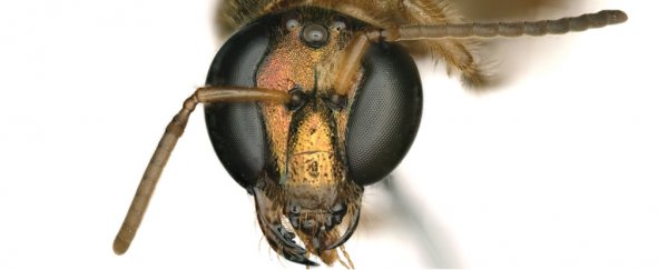 Scientists find a half male, half female bee, split right down the middle