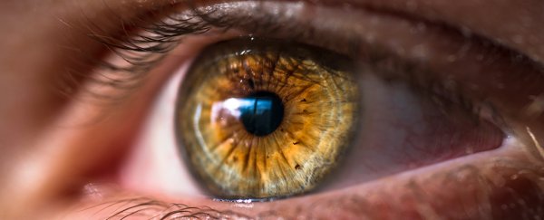Eyes clean themselves in much the same way brains do, mouse study shows