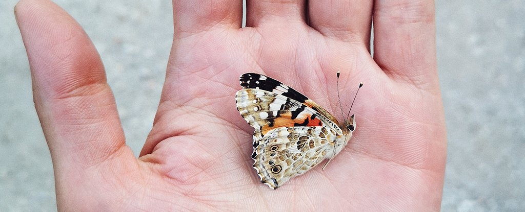 Here's Why News on The 'Insect Apocalypse' Has Been So Confusing 1 Here's Why News on The 'Insect Apocalypse' Has Been So Confusing 1