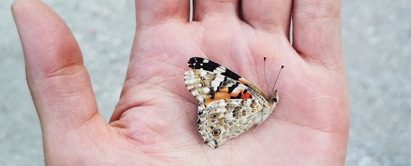 Here's why news on the 'insect apocalypse' has been so confusing