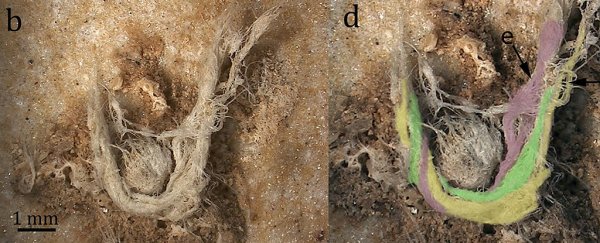 Researchers discover the oldest handmade string, and it wasn't crafted by humans