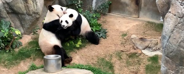 Pandas kept together for 10 years have finally mated during the coronavirus lockdown