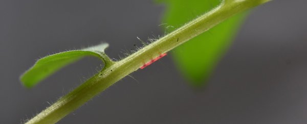 Scientists find new way to inject plants with medicine, and it may help save our crops