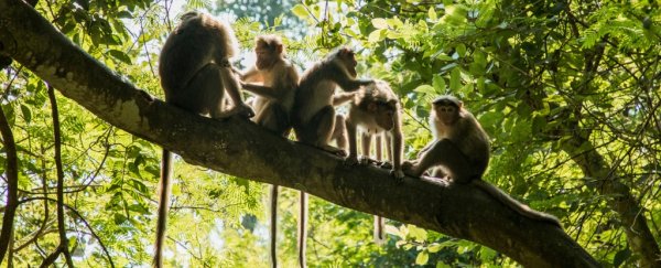 Controversial discovery says origins of human language existed 25 million years ago
