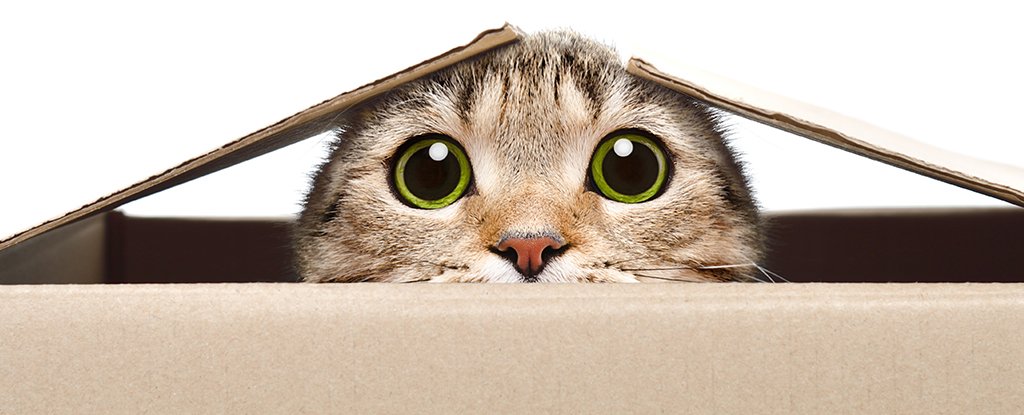 Image result for schrodingers cat