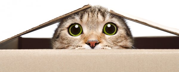 What is Schrödinger's cat?