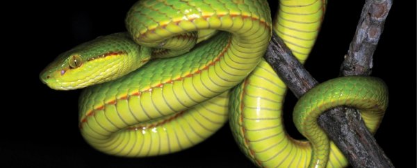 New species of slithering snake has been named for Salazar Slytherin