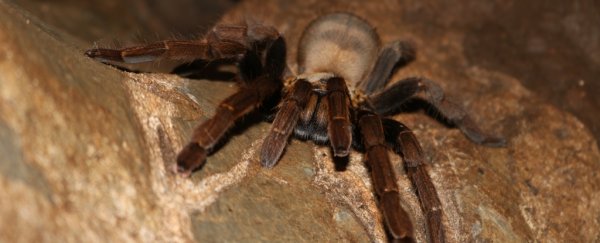A safe alternative to opioid painkillers could come from tarantula venom