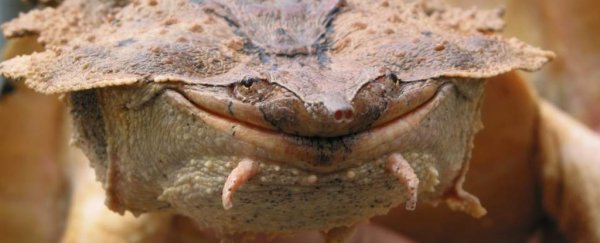 Look at the adorable derpy face of this newly discovered mata mata turtle