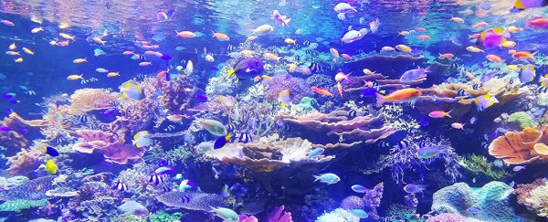 Scientists just laid out a detailed plan to replenish marine life by 2050