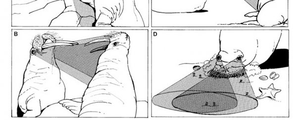 Forget Your Troubles by Looking at These Weird But Totally Real Science Illustrations