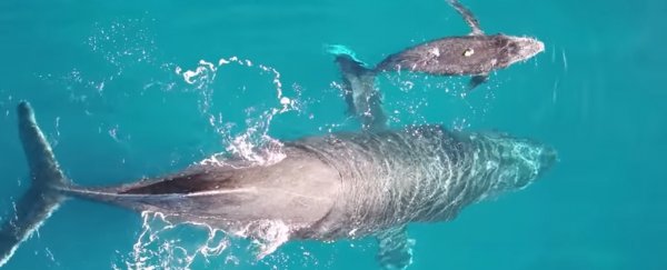 Scientists capture incredibly rare video of humpback whales nursing their calves