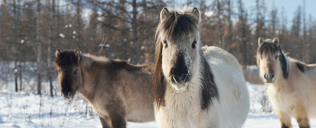 Yakut horses, adapted for the cold plains of Siberia. 