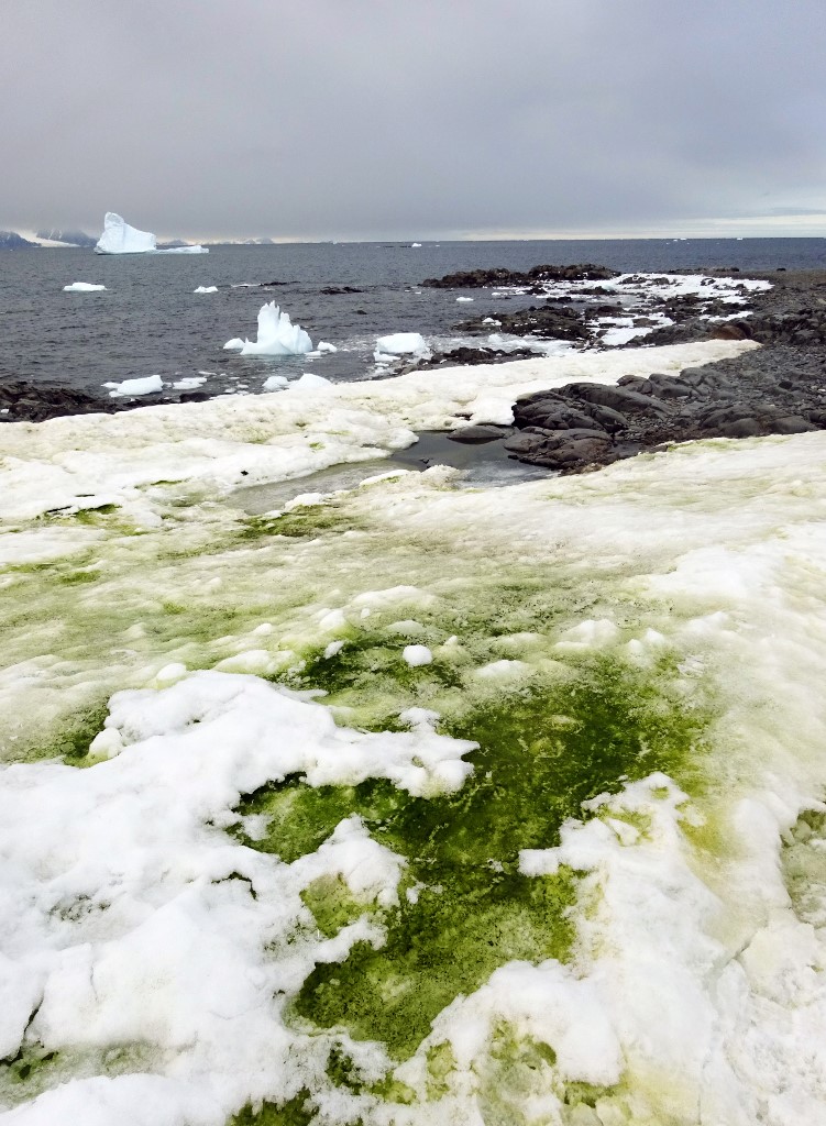 Climate Change Is Turning Parts of Antarctica Green, But It's Not ...