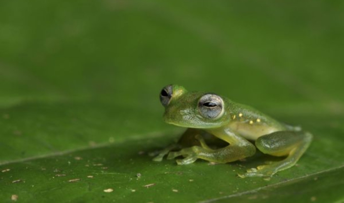 010 Glass Frogs 2