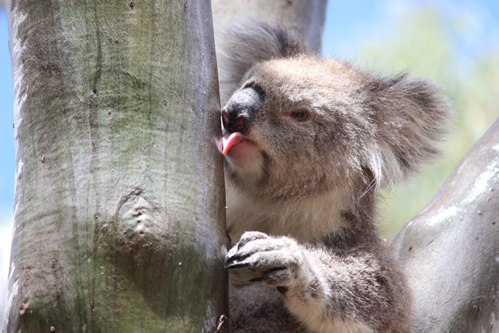 010 koalas lick trees 2