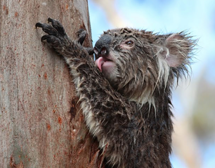 010 koalas lick trees 2