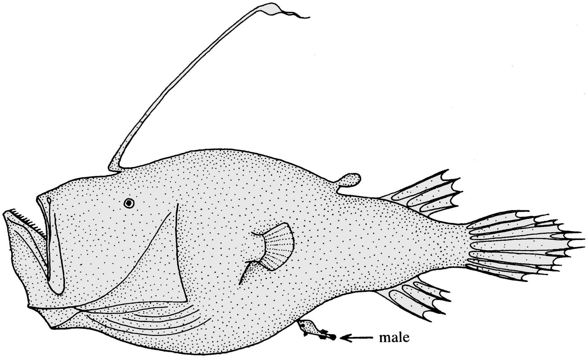 Angler fish take sexual dimorphism to the extreme. (Tony Ayling/Wikipedia/CC BY-SA 1.0)