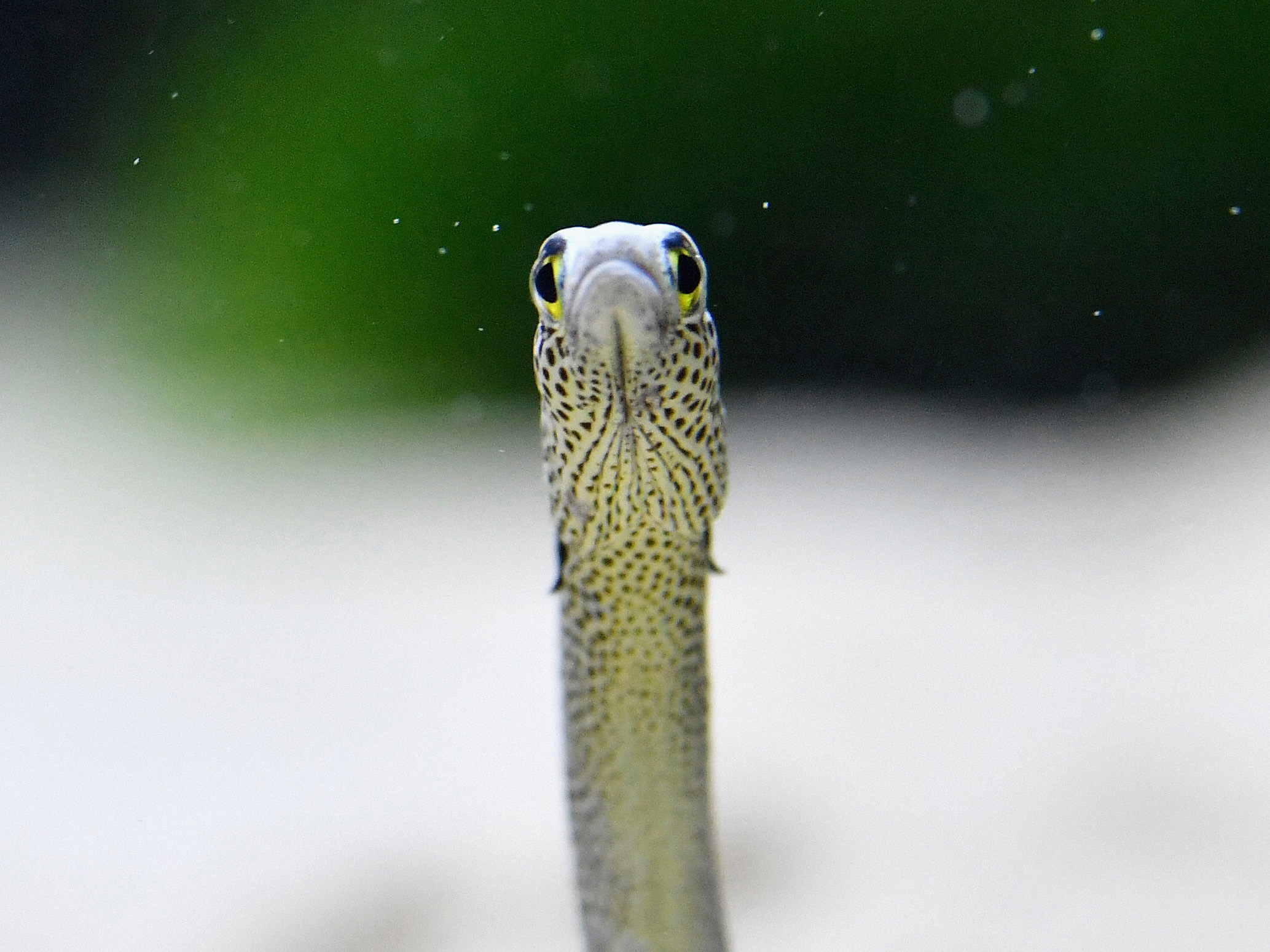 Garden eel. (The Asahi Shimbun/Getty Images)