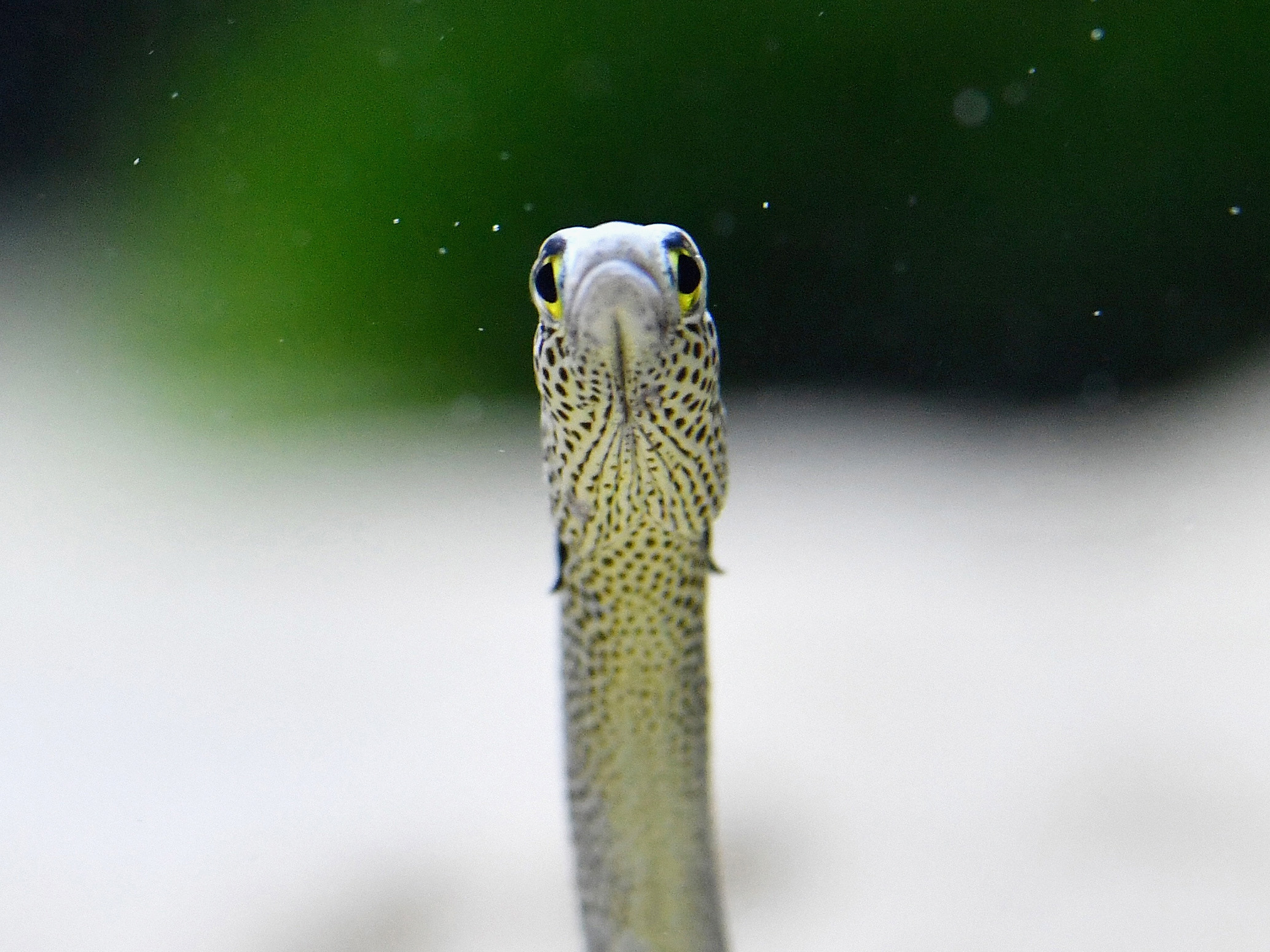 The Garden eel - JapaneseClass.jp