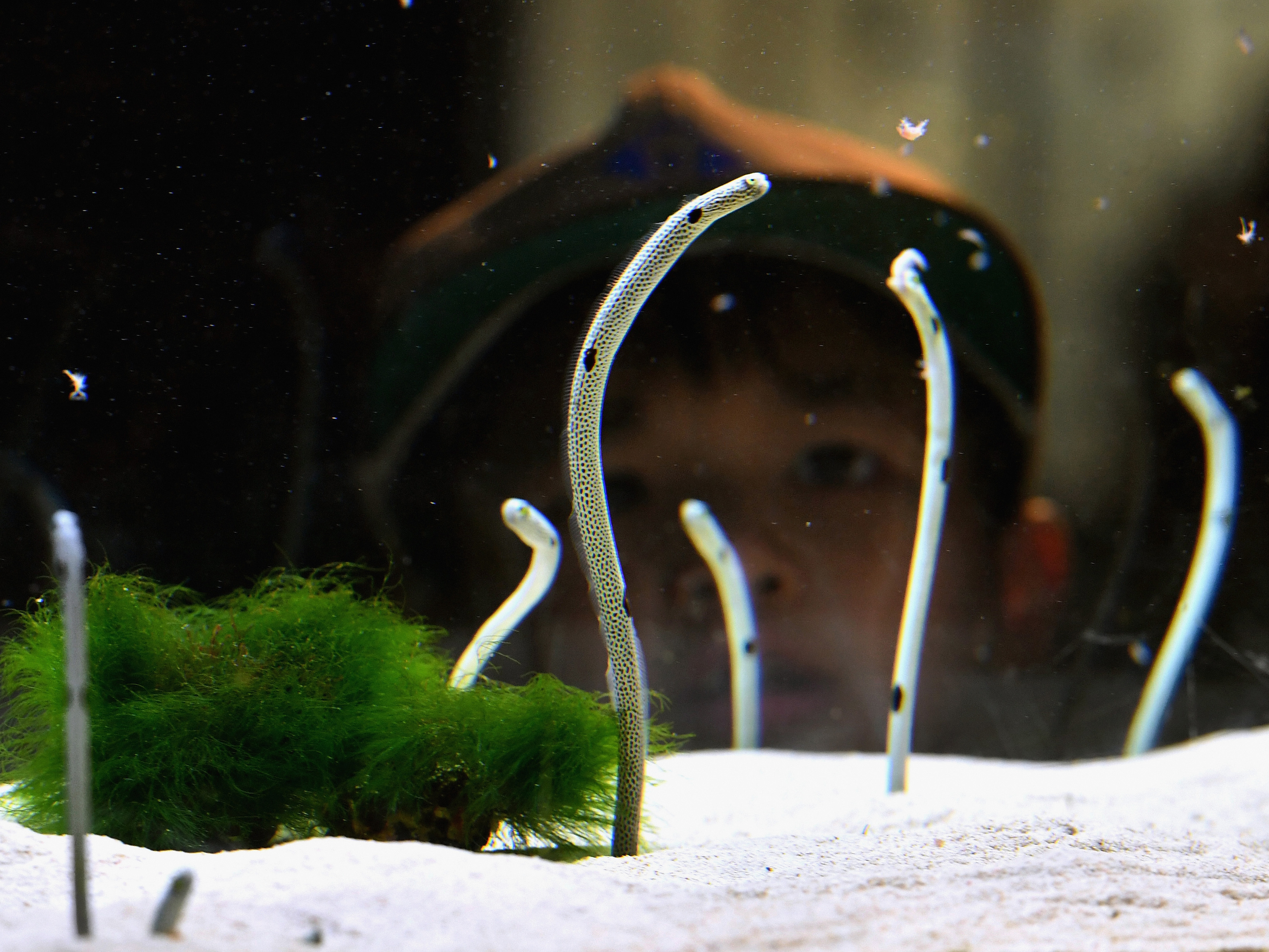 Garden eels. (The Asahi Shimbun/Getty Images)