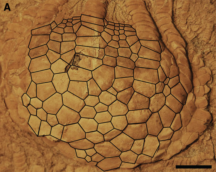 Uintacrinus fossil