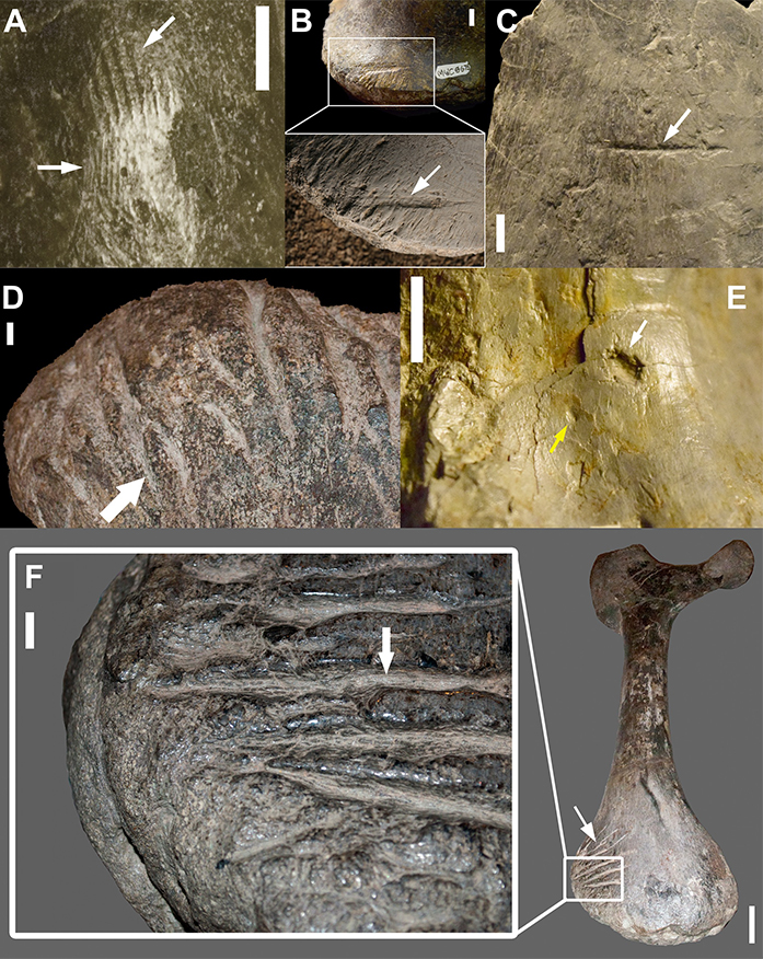 https://www.sciencealert.com/images/2020-05/allosaur_cannibal_toothmarks.jpg