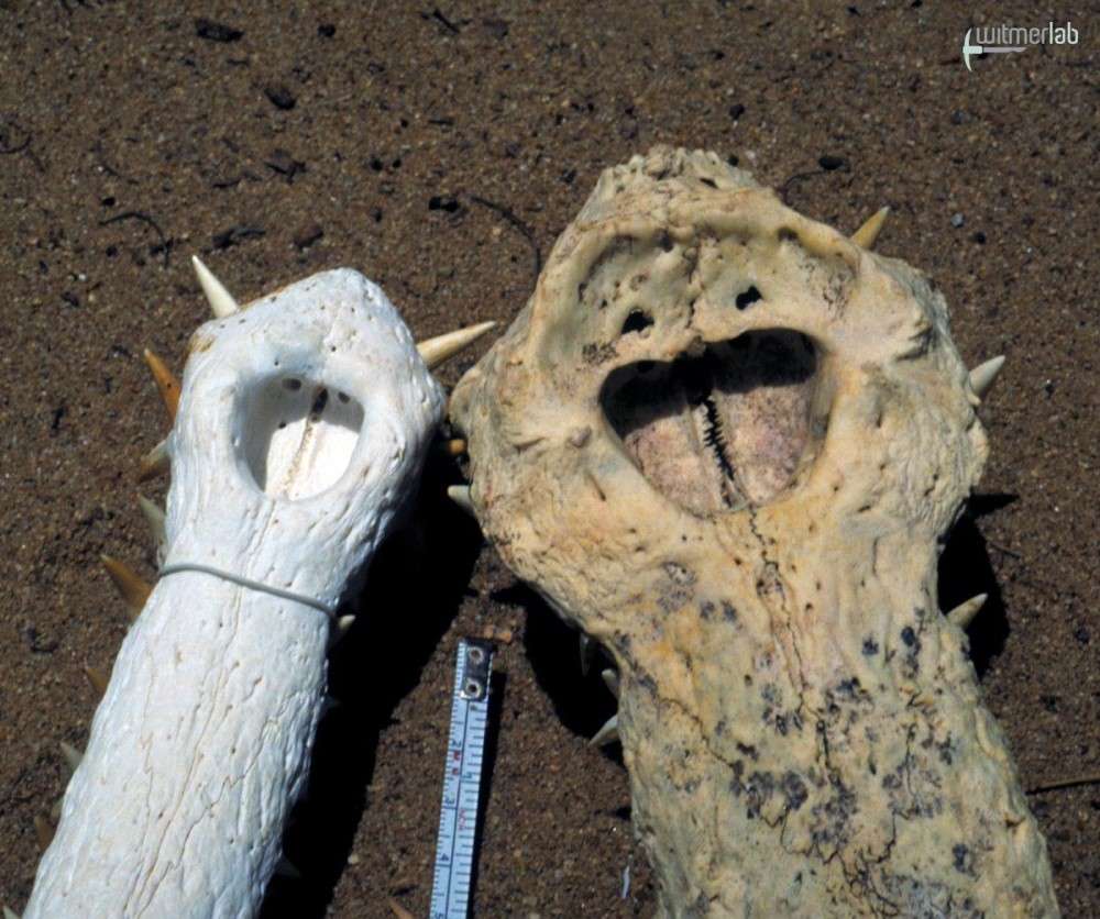 Female (left) and male (right) gharial sculls. (Larry Witmer/Ohio University)