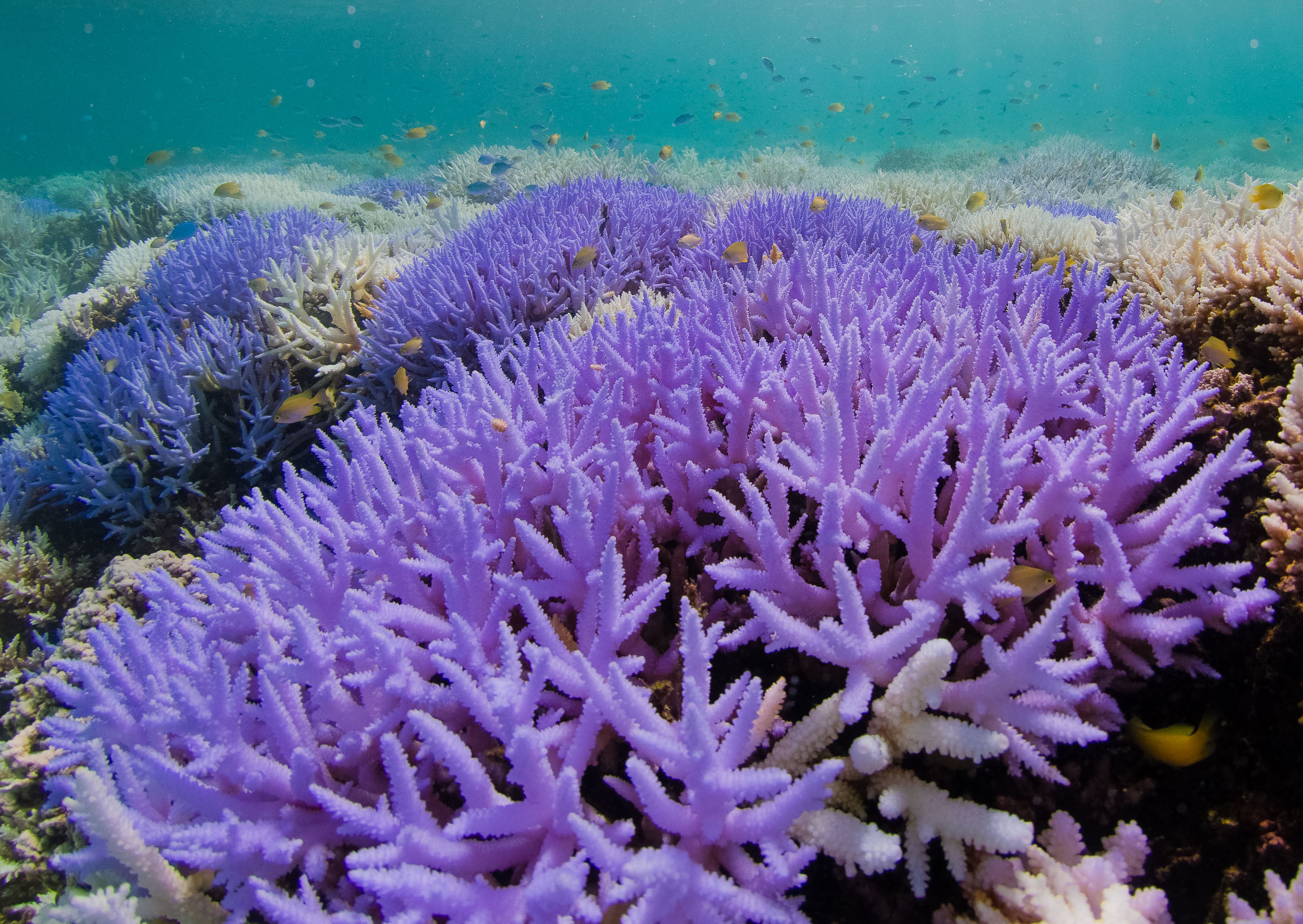 Neon purple bleached coral, New Caledonia, 2016. (Richard Vevers/The Ocean Agency)