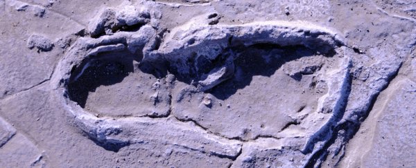 Ancient footprints in Africa just delivered unique insights into early human behaviour