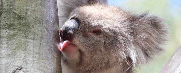 Scientists just revealed koalas lick trees to quench their thirst, and it's too cute