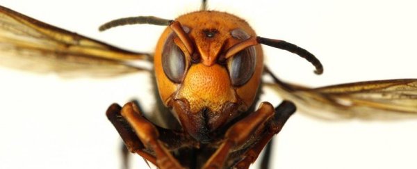 'Murder hornets' have officially been spotted in the US. Here's what you need to know