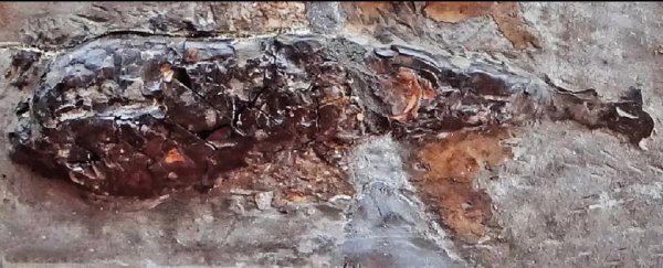 Stunning fossil reveals brutal squid attack from 200 million years ago