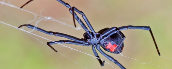 Boys end up in hospital after trying to gain superpowers from a black widow bite