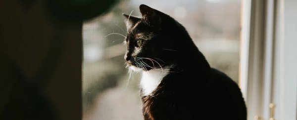 Your cat is safer indoors, so here are 15 ways to keep them happy inside