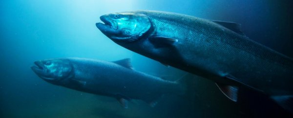 Salmon respond to Earth's magnetic field, and we might finally know how
