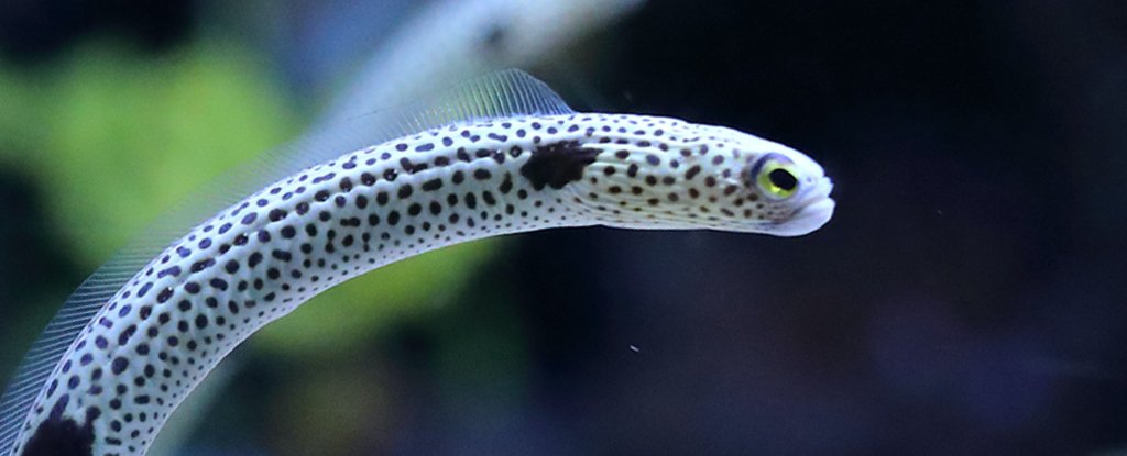 aquarium eel