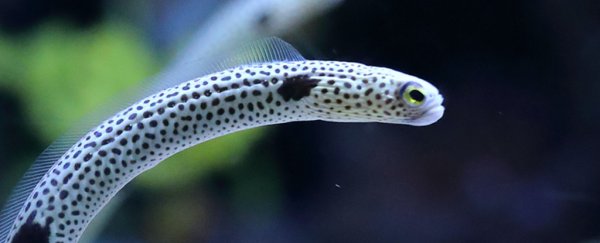 A Tokyo aquarium needs you to FaceTime their shy eels right now