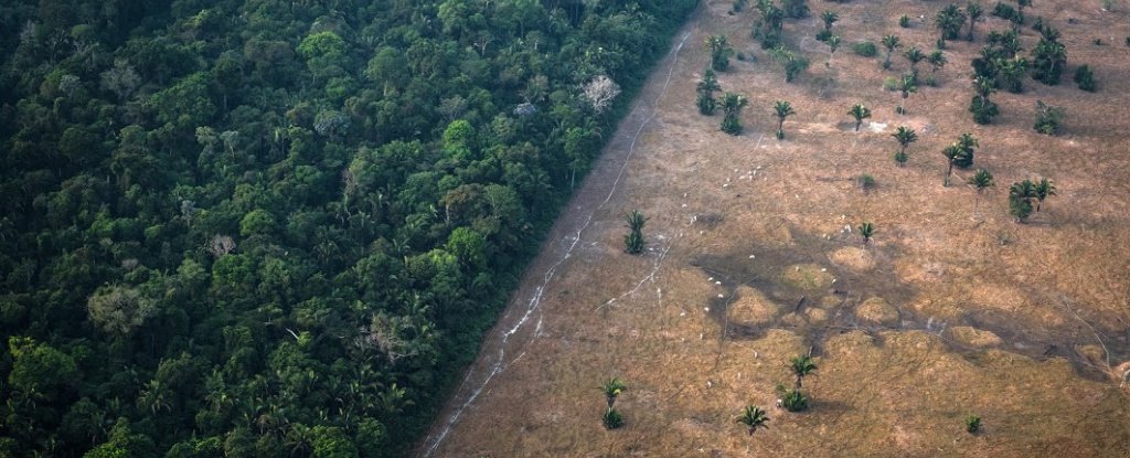 Vegetation sits alongside a fire scorched field in the Amazon rainforest in Brazil. 