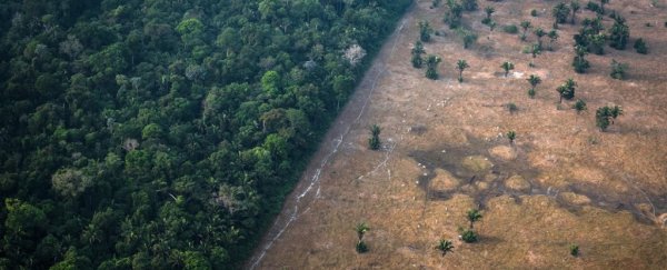 The Amazon could easily be the next source of coronaviruses, scientist warns