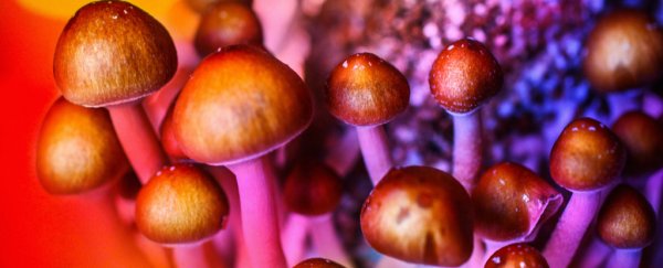 First-of-its-kind study hints at how psilocybin works in the brain to dissolve ego