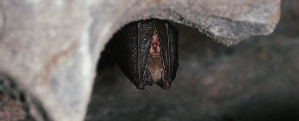 Researchers Find Another Virus in Bats That's Closely Related to SARS-CoV-2