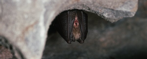 Researchers find another virus in bats that's closely related to SARS-CoV-2
